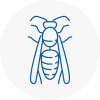 Oadby Wasp Nest Removal